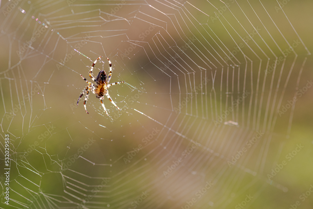 closeup of a spider against a blurred background closeup of a spider against a blurred background