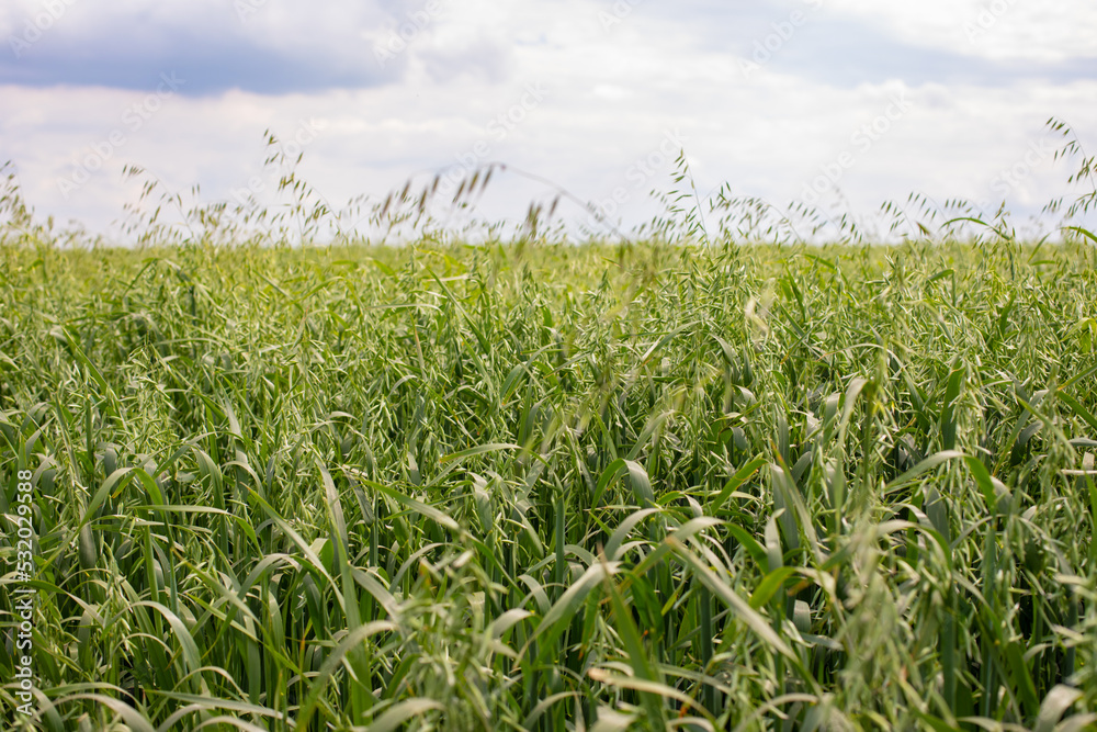 Obraz premium Oat field, plant oats green agricultural field, horizontal photography background rural nature