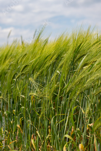 Wheat ear in the agricultural field  wheat field green tall ear swaying in the wind