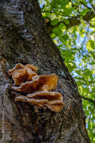 closeup of a brown tree fungus on a tree trunk