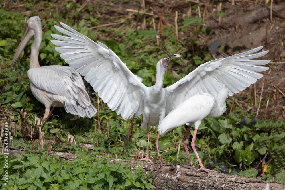 Fototapeta premium Eurasian Spoonbills are a genus, Platalea, of large, long-legged wading birds.Here in Odense zoo,Denmark,Scandinavia,Europe