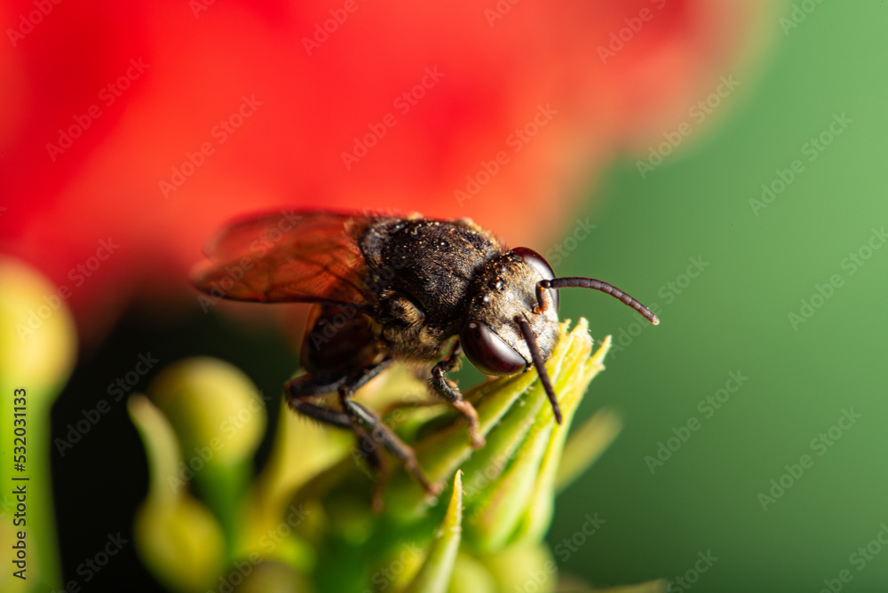 Bee, beautiful details of a small bee seen through a macro lens, selective focus. Bee, beautiful details of a small bee seen through a macro lens, selective focus.