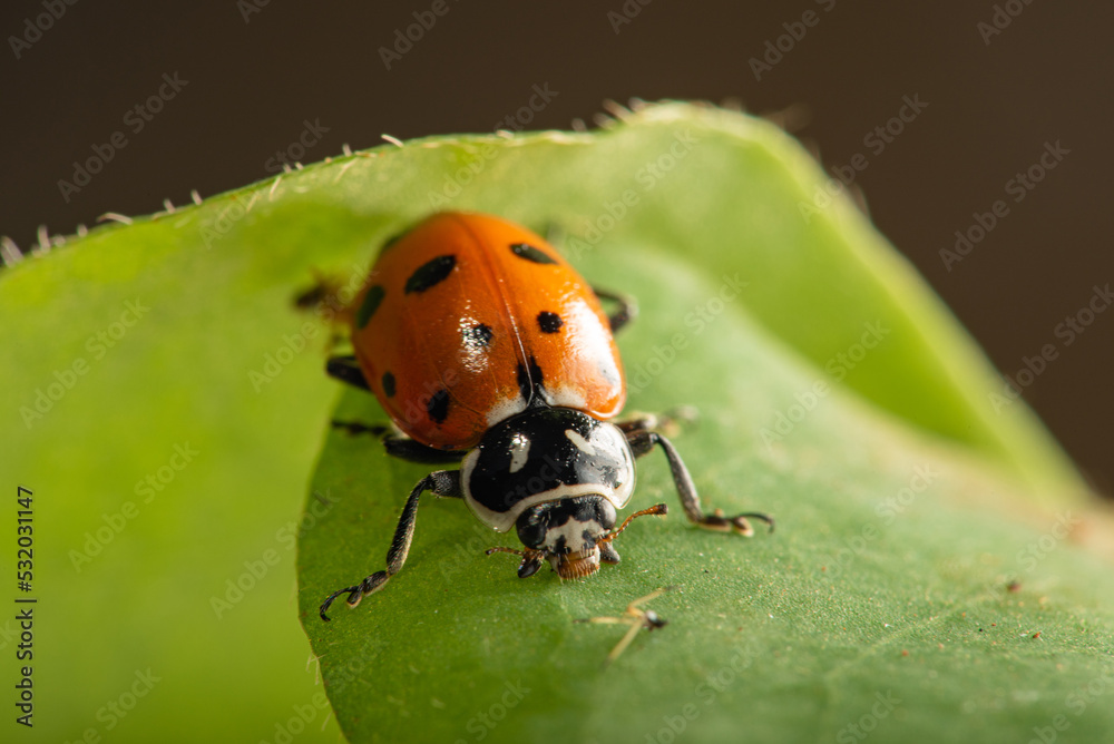Ladybug, beautiful details of a small ladybug seen through a macro lens, selective focus. Ladybug, beautiful details of a small ladybug seen through a macro lens, selective focus.
