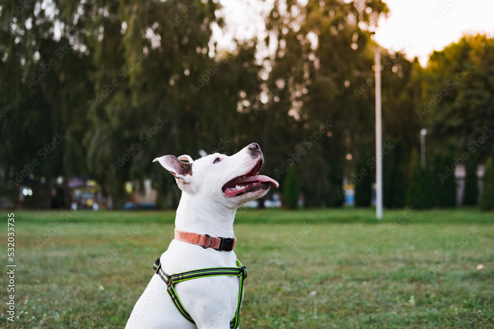 Portrait of a white staffordshire terrier puppy at a public park outdoors. Young pit bull dog sits on the grass looking up