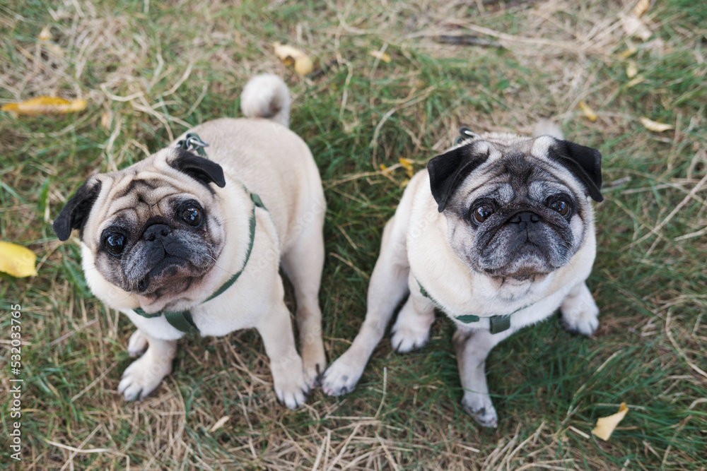 Two pugs sitting on the grass looking up. Portrait of two funny old dogs outdoors