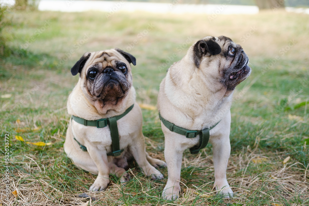 Two pugs sitting on the grass posing for a camera. Portrait of two funny old dogs outdoors