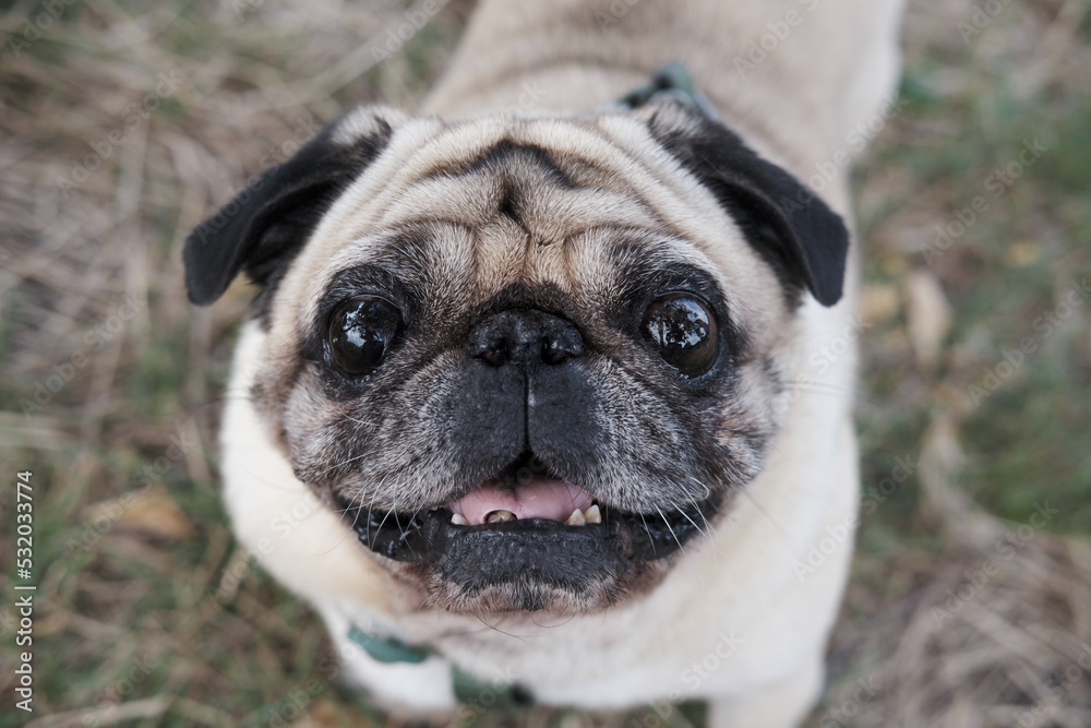 Close-up portrait of a senile pug looking at camera. Emotional old dog portrait, aging pets concept Close-up portrait of a senile pug looking at camera. Emotional old dog portrait, aging pets concept