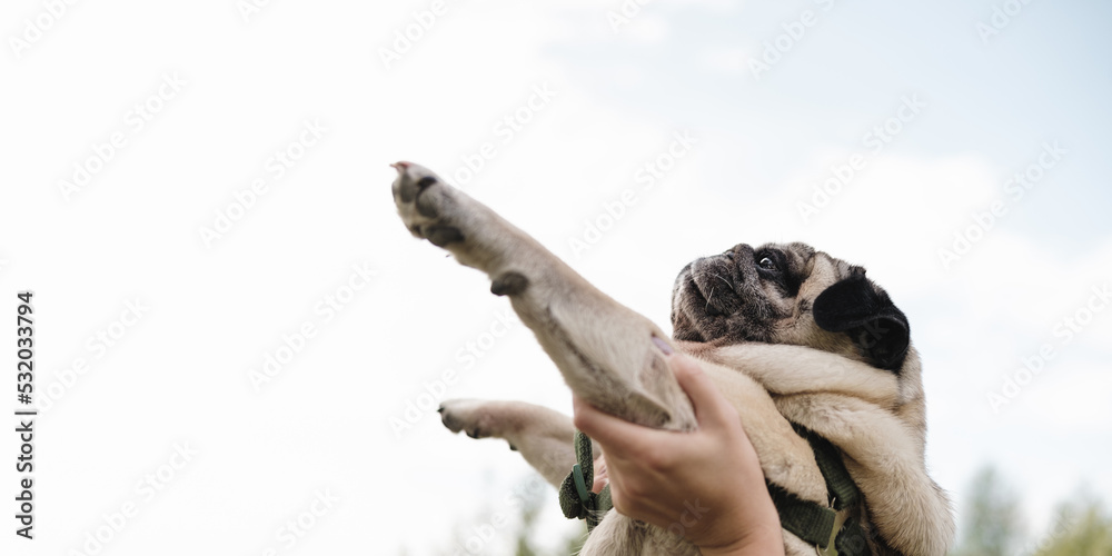 Funny pug in human hands up against the sky. Cute pug dog portrait, negative space