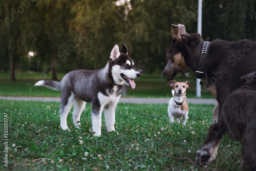 A husky puppy with a group of dogs at a public park. Dog park scene  dogs interacting and socializing