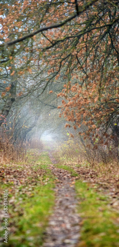 Morning fog on a forest path in autumn, a tunnel of trees. The misty forest i...
