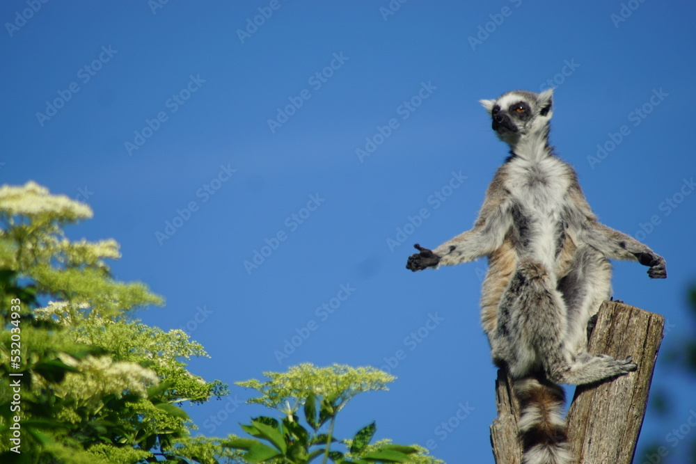 ring-tailed lemur sunbathing