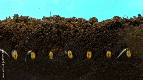 Macro timelapse of wheat seeds planted in the humus and sprouting against blue background. Closeup view of grains growing under the earth and appearing in the air. Gardening cereals. Flora and nature. photo
