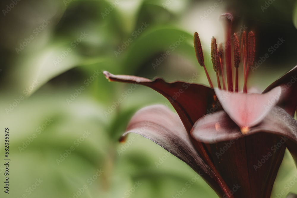 Obraz premium pink lily flower