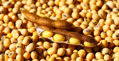 Ripe soybean seeds with beans in the pod. Soybeans, close. A stem with open soybean pods on a background of dry soybeans. Ecological food. The concept of a good harvest. Agriculture