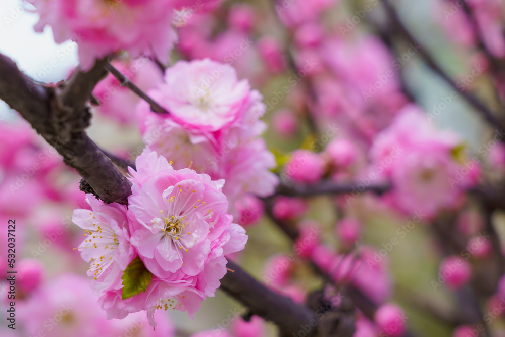 Blossoming sakura tree flower with selective focus on blurred background. Defocused backdrop copy space Blossoming sakura tree flower with selective focus on blurred background. Defocused backdrop copy space