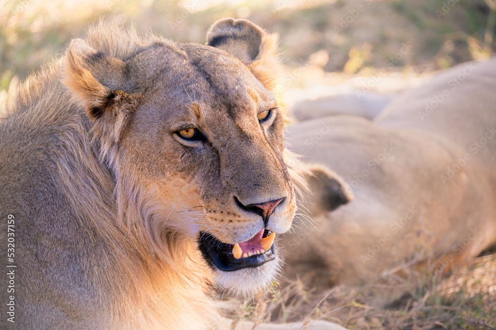 Close up lion Close up lion