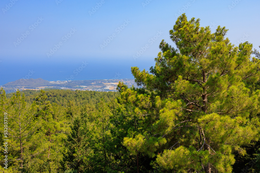 Green coniferous plants in the mountainous part of the Turkish Mediterranean coast. Atmospheric landscape Green coniferous plants in the mountainous part of the Turkish Mediterranean coast. Atmospheric landscape