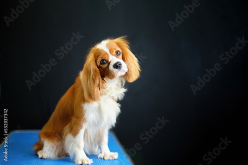 Little dog Cavalier King Charles Spaniel on black background after grooming
