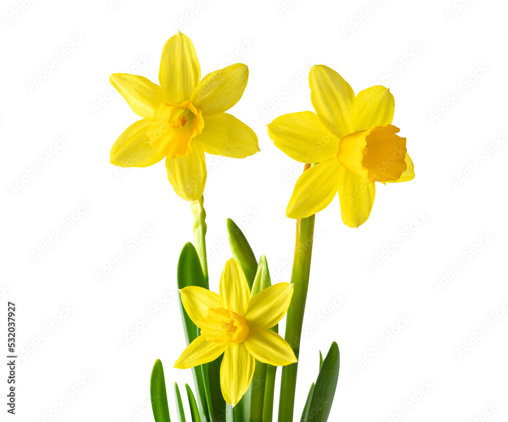 Daffodils or narcissus isolated on transparent background. Spring yellow flowers. - obrazy, fototapety, plakaty 