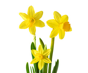 Daffodils or narcissus isolated on transparent background. Spring yellow flowers.