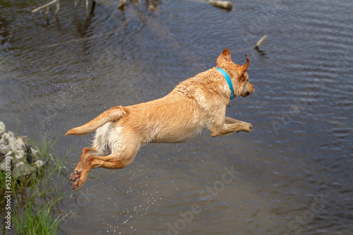 Dog Leaping into the Mississippi River fetching a large stick! 