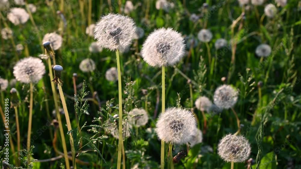 Dandelion in the wind in a field. Video static camera, slow motion. High quality FullHD footage Dandelion in the wind in a field. Video static camera, slow motion. High quality FullHD footage