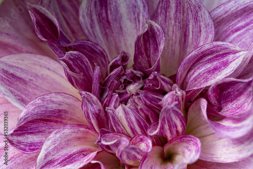 'Cafe au Lait Royal' Dahlia Petal Close-up