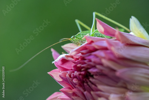 Fototapeta Naklejka Na Ścianę i Meble -  Long Horned Grasshopper, bush cricket, Fox-tailed Bush Katydid on dahlia.