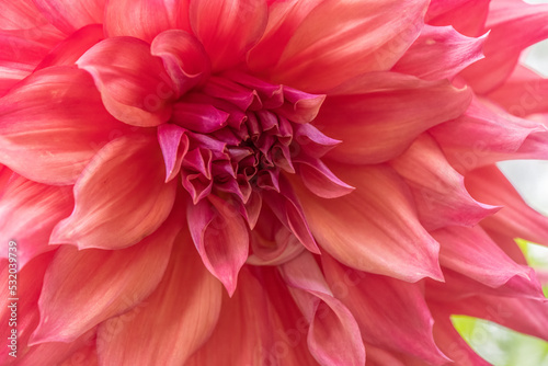 Belle of Barmera Dahlia Close-up photo