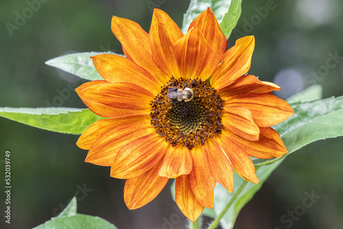Fototapeta Naklejka Na Ścianę i Meble -  Bee on Evening Sun Sunflower