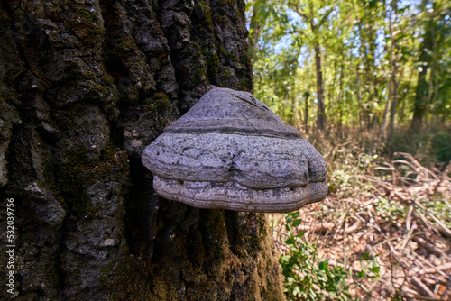 Mushroom growing on tree trunk, Selva del Circeo Natural Reserve, Circeo National Park, Italy