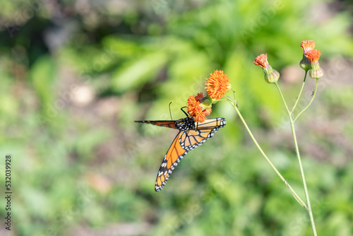 Monarch Butterfly on Orange Flower © Joshua