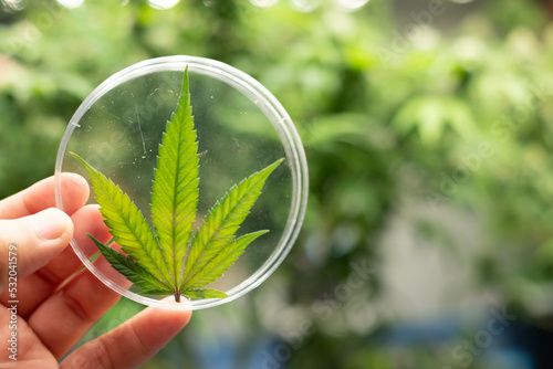 Mariuhana leaf symbol, marijuana or hemp icon, cannabis medical sign, weed drug. Cannabis leaves of a plant.