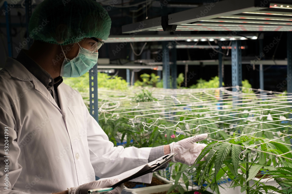 Scientist or doctor researchers and Cannabis tree are marijuana extracts THC and CBd for medical,  analyzing the medicine related innovation,healthy concept. scientist checking hemp plants.