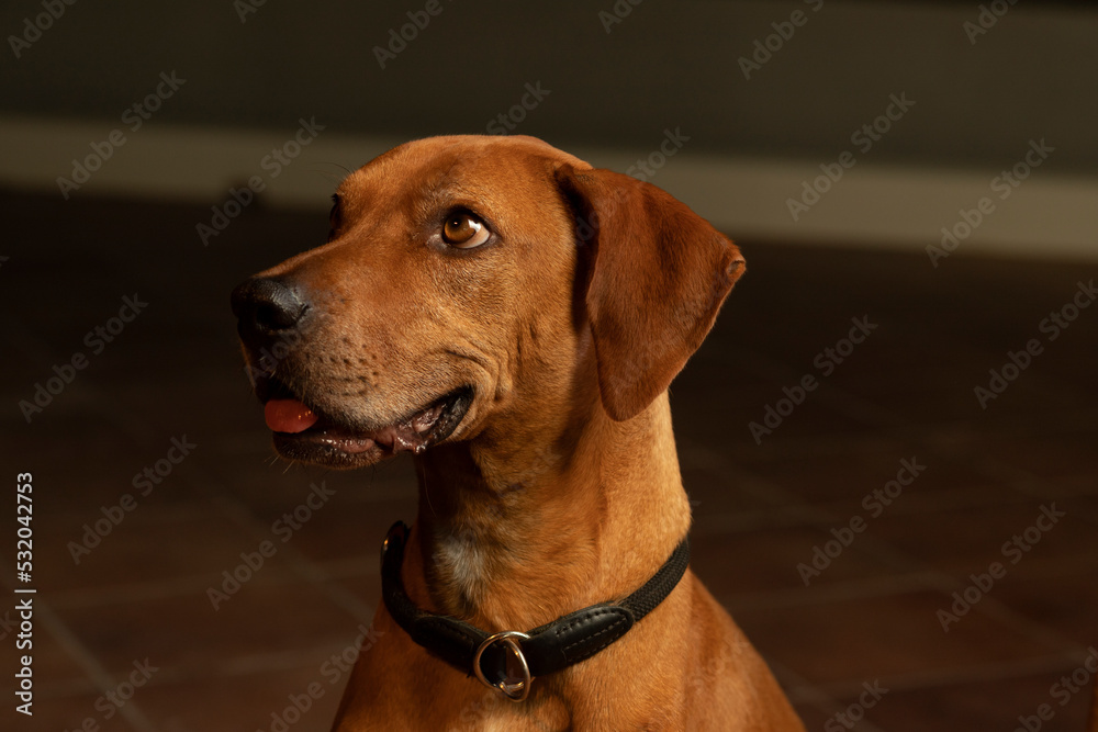 Dog actor with emotional expression Dog actor with emotional expression