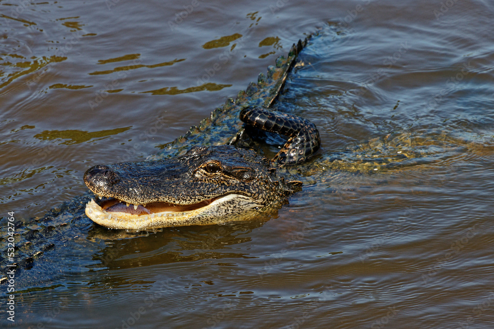 Obraz premium crocodile in the water