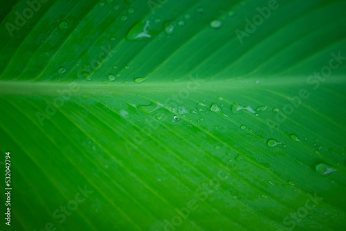 green leaf texture with veins close up, canna leaf light green background, garden plant, after the rain, dew drops, water on a leaf close-up, vertical stripes of the canna leaf