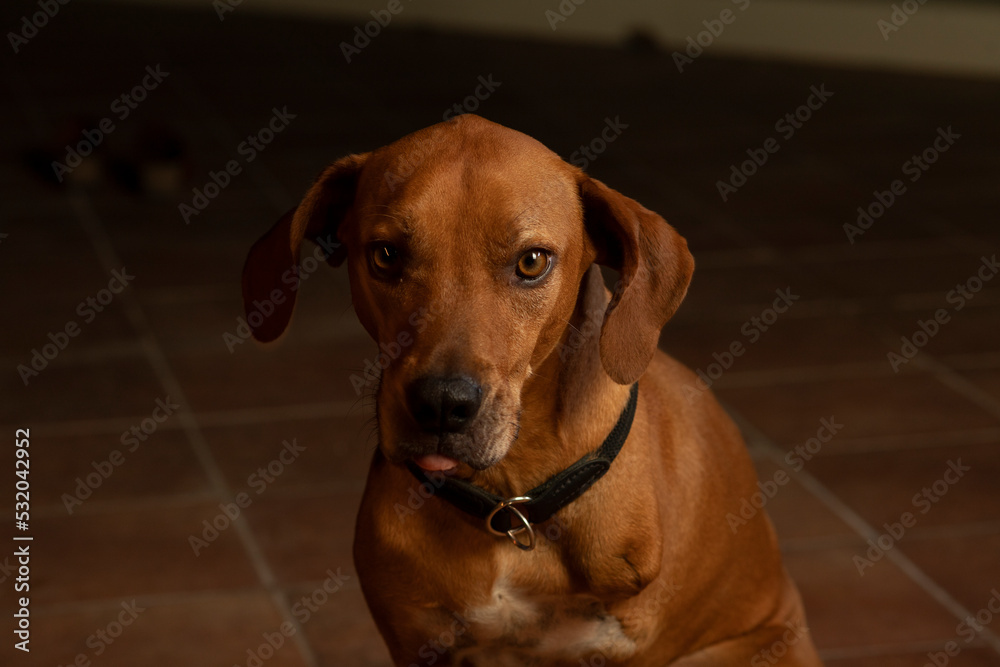 Dog actor with emotional expression
