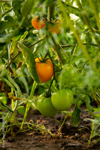 tomatoes on the vine