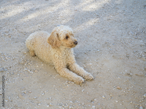 dog in the sand © Nicolas Von B