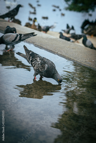 pigeon drinking water - New Bern, NC
