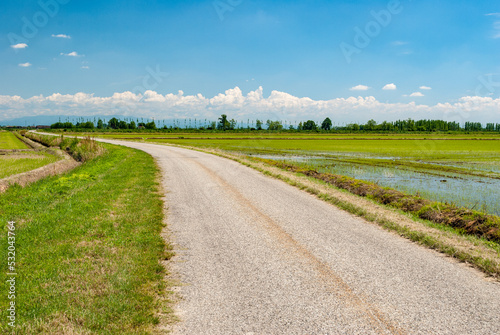 Country road across rice fields in Lomellina area in northern Italy photo