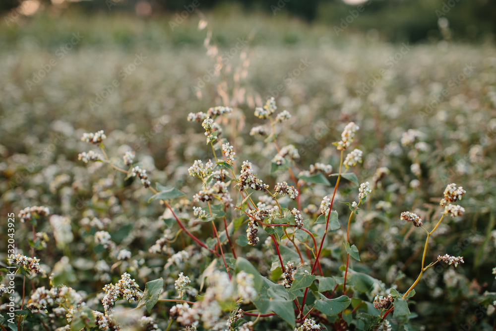 Buckwheat inflorescence close-up. A field of ripe buckwheat before the harvest. Buckwheat inflorescence close-up. A field of ripe buckwheat before the harvest.