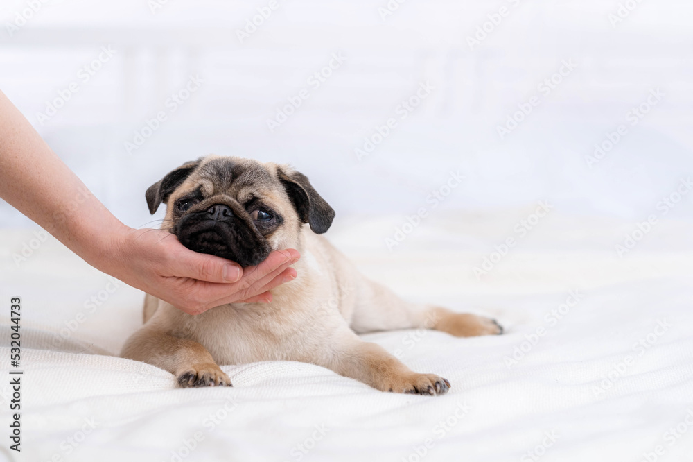 Hand of owner strokes his calm sleeping pug dog at home, friendship, domestic pets.