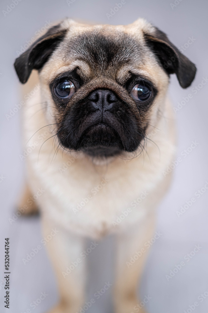 Portrait cute funny pug dog looking at camera on grey background at home.