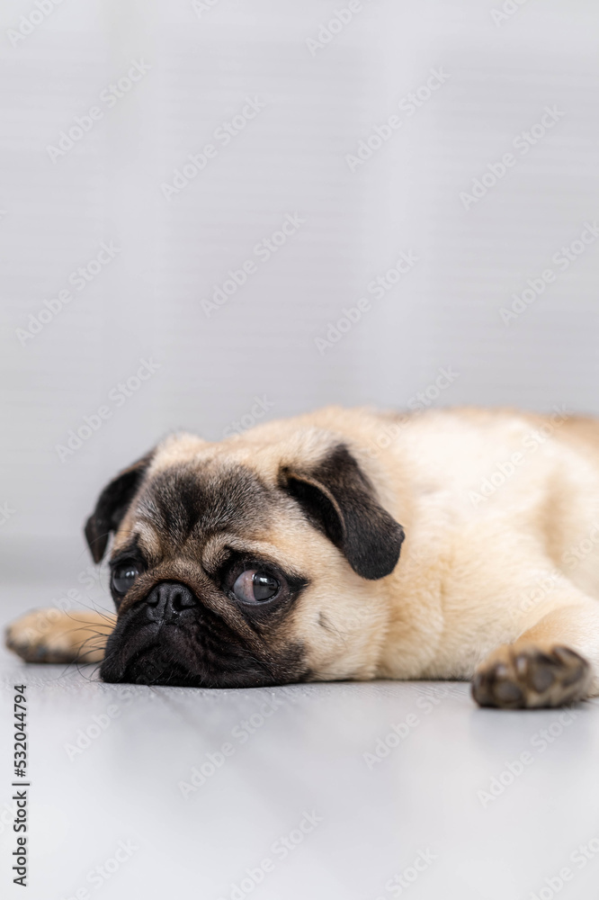 Obraz premium Portrait cute funny pug dog looking at camera lying on grey floor at home.