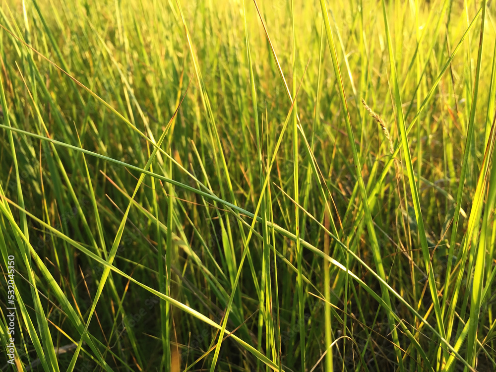 Grass in a meadow of juicy green color turning into yellow tones under the rays of sunlight. Grass in a meadow of juicy green color turning into yellow tones under the rays of sunlight.
