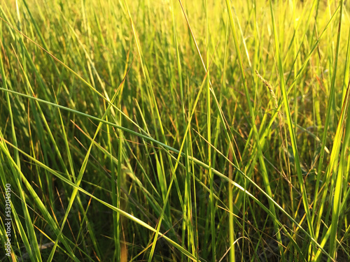 Grass in a meadow of juicy green color turning into yellow tones under the rays of sunlight.