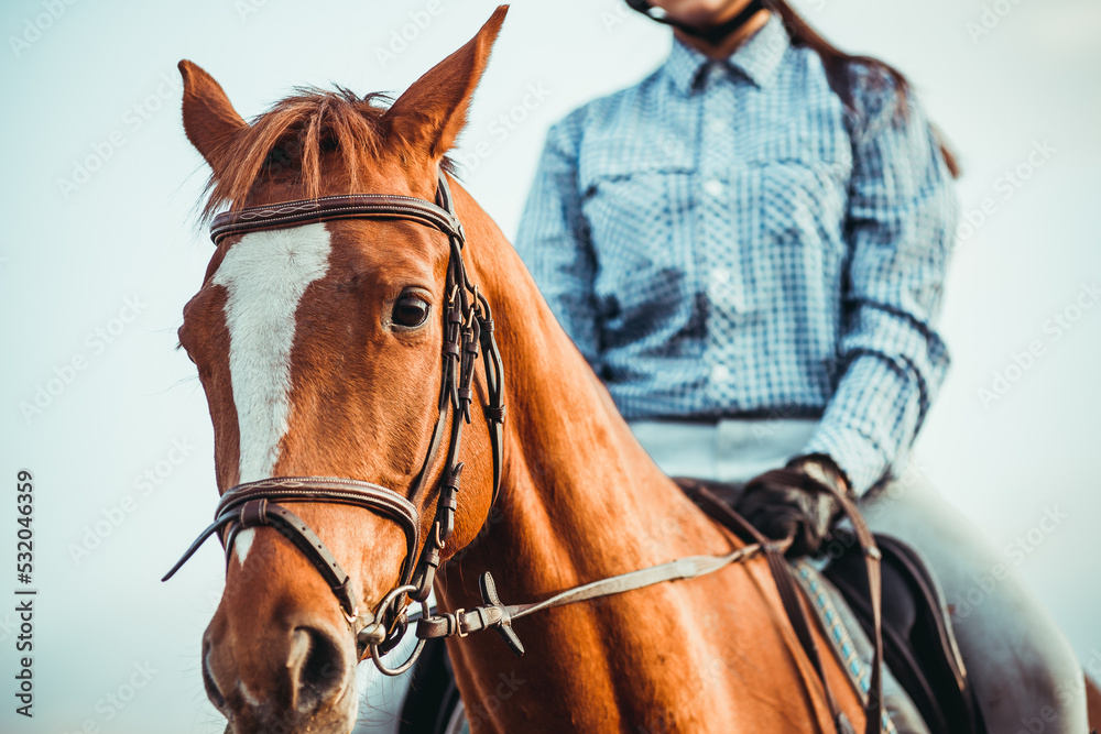 Young woman athlete rides a horse. Jumping training in the spring in the field. Young woman athlete rides a horse. Jumping training in the spring in the field.