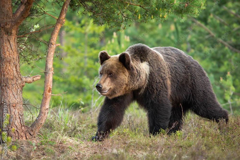 Big brown bear, ursus arctos, walking in forest in summertime nature. Large dark mammal moving in woodland in summer. Wild predator marching in green wilderness. Big brown bear, ursus arctos, walking in forest in summertime nature. Large dark mammal moving in woodland in summer. Wild predator marching in green wilderness.